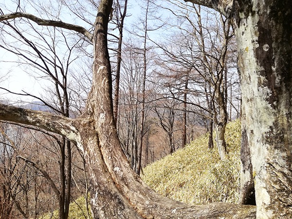 榛名富士登山道の木