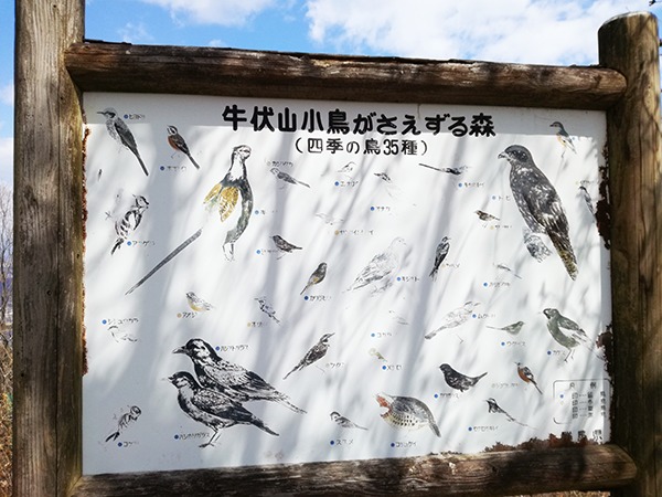 牛伏山の野鳥紹介看板