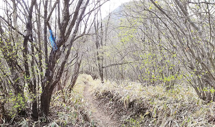 スルス岩から松之沢峠方面で下山する道