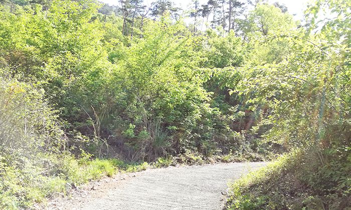 戸神山登山道