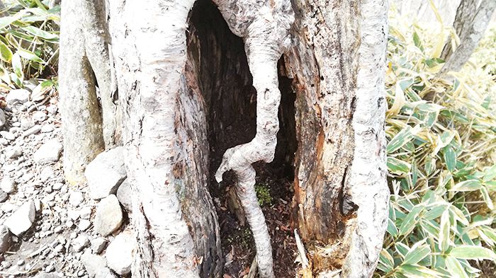 黒檜山登山道にある面白い木