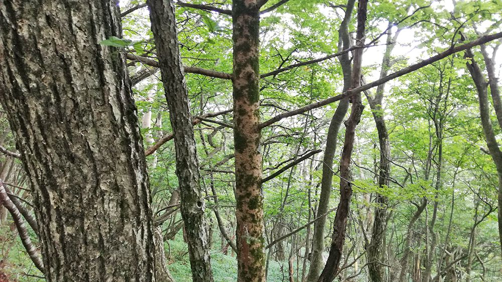 長七郎山登山道にある木