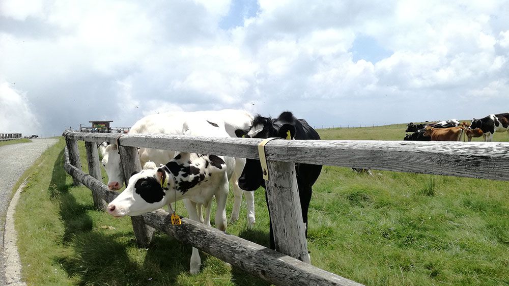 美ヶ原高原で放牧されている牛