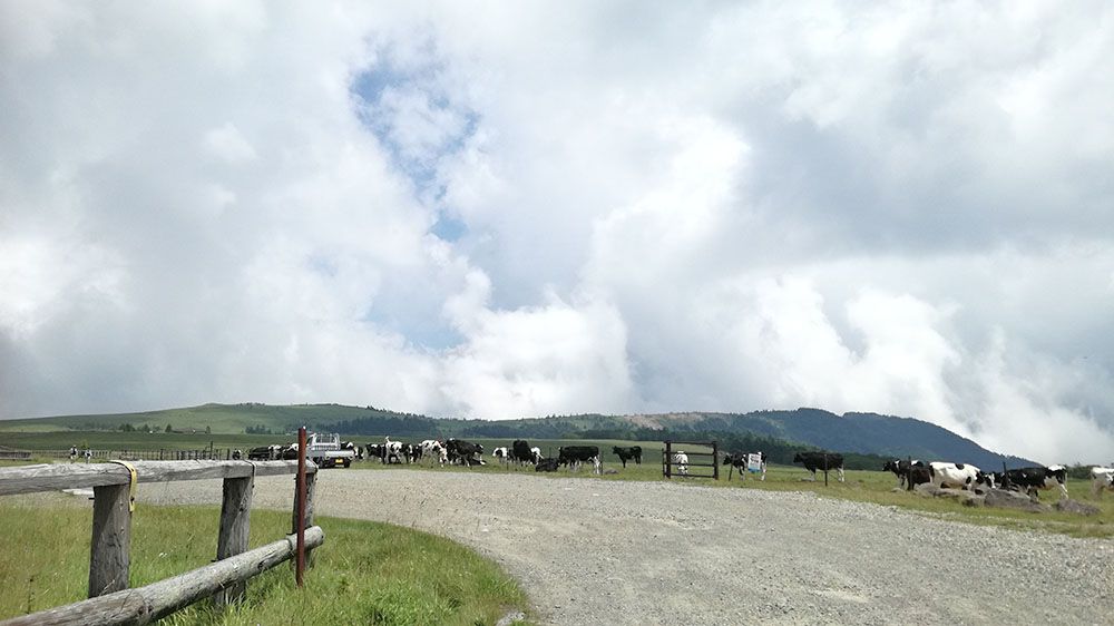 美ヶ原高原で放牧されている牛