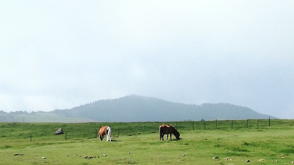 美ヶ原高原に放牧されている馬