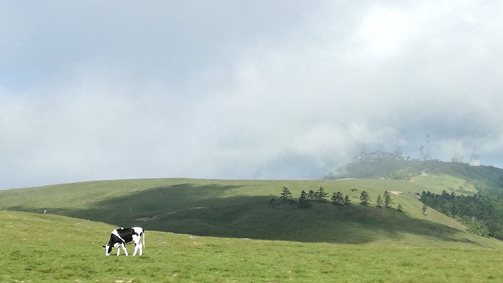 美ヶ原高原に放牧されている牛