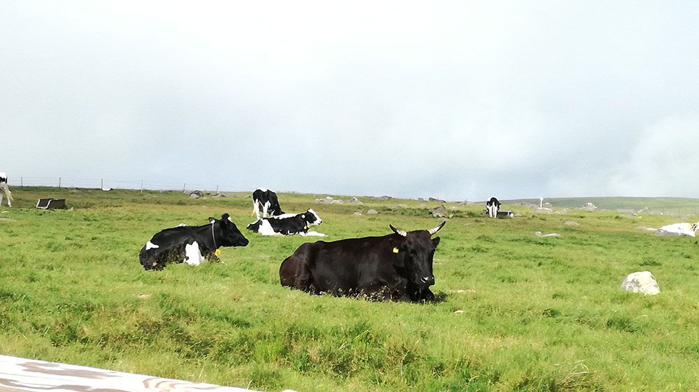 美ヶ原高原に放牧されている牛
