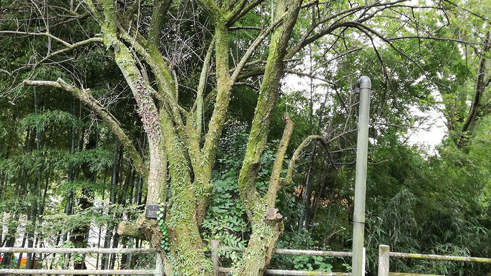 史跡金山城跡ガイダンス施設駐車場の梅の木